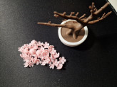 گل شکوفه گیلاس